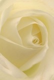 This intimate portrait draws you into the delicate spiral at the heart of a cream-white rose-a scene that feels as comforting as a Cranham sunrise seen through dew-frosted windows. The innermost petals softly curl inwards, their edges appearing almost translucent, a testament to both fragility and meticulous care. Gentle shadows glide along each ivory fold, enhancing a sense of layered depth and quiet wonder. The rose's velvety texture is palpable, conjuring the sensation of brushing fingertips over satin or fresh parchment, its surface bathed in a milky light that soothes the senses. There's a serene stillness to this image, the same peace found while wandering through Cranham's open spaces, making this bloom an eloquent symbol for heartfelt gestures-be it admiration, sympathy, or fresh beginnings. As a florist rooted in the local community, I recognize the unspoken emotion in such a rose-ideal for lifting spirits or honoring memories. Its gentle fragrance seems to linger on the air, subtle yet persistent, a reminder that even the smallest paean of nature can express volumes. This rose, framed so closely and composed with artistry, is more than a flower-it is a quiet companion for life's significant moments in Cranham.
